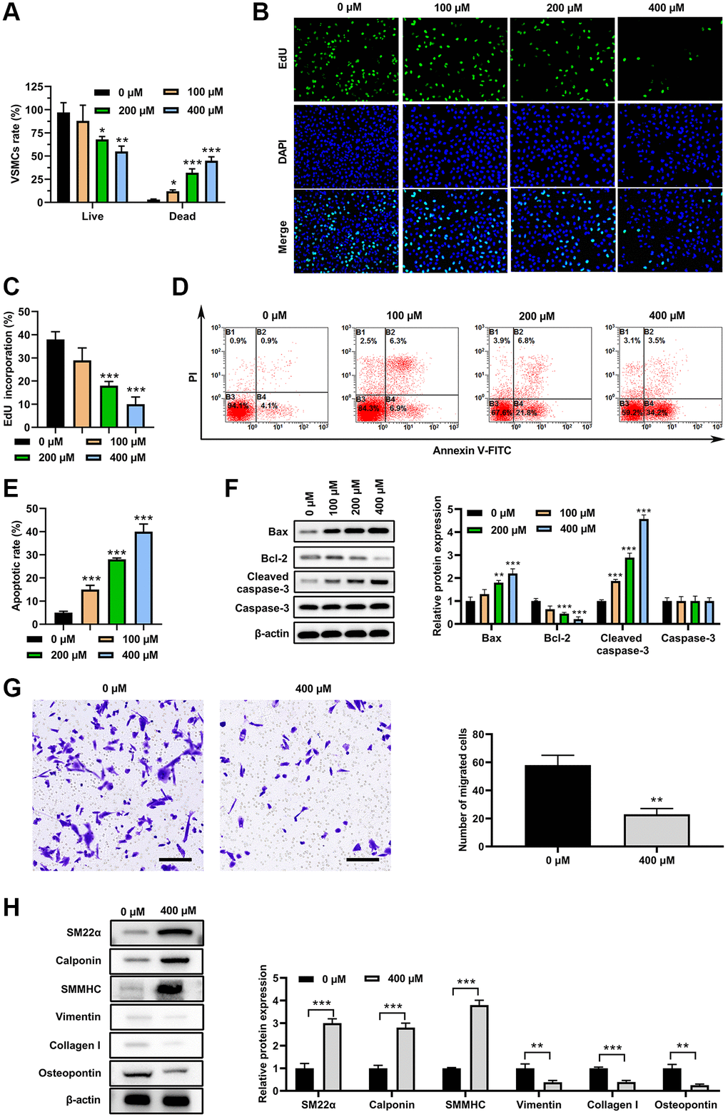 PA inhibited VSMC switch to synthetic phenotype. VSMC morphologies after PA treatments (0, 100, 200 or 400 μM) for 3d. (A) Live/dead cell assay of PA-treated VSMCs. (B and C). EdU assay to detect the proliferation on VSMCs treated with PA. (D and E). Flow cytometry to detect the apoptosis of PA-treated VSMCs. (F) Western blot determined the expression of apoptosis associated markers. (G) Transwell assay of PA-treated (200 μM) VSMCs. Scale bar = 100 μm. (H) Expression levels of SM22α, calponin, SMMHC, vimentin, collagen I, and osteopontin in PA-treated (200 μM for 3 d) VSMCs. n = 3. *P **P 