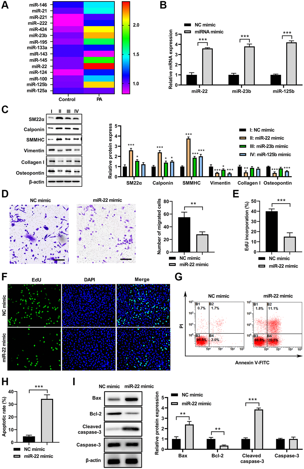 PA increased miR-22 expression in VSMCs. (A) MiRNAs levels in VSMCs treated with PA. (B) The mRNA levels of miR-22, miR-23b, and miR-125b in VSMCs after transfecting with their specific miRNA mimics. (C) The protein expression of SM22α, calponin, SMMHC, vimentin, collagen I, and osteopontin in VSMCs treated with miR-22, miR-23b or miR-125b mimics. (D) Migration ability of VSMCs transfecting with miR-122 mimics determined by transwell assay. Scale bar=100 μm. (E, F) The cell proliferation of VSMCs treated with miR-22 mimics detected by EdU assay. (G, H) Apoptosis of VSMCs treated with miR-22 mimics determined by flow cytometry. (I) The protein expression of bax, bcl-2, caspase-3, and cleaved-caspase-3 in VSMCs treated with miR-22 mimics. n = 3. *P **P 