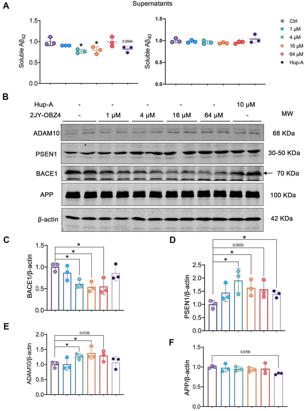 2JY-OBZ4 reduced Aβ level via regulating the levels of APP secretases in N2a-hAPP cells. (A) ELISA assessment of soluble Aβ42 and Aβ40 in the supernatants of N2a-hAPP cells after treatment with DMSO, 2JY-OBZ4 or Hup-A for 24 h. (B) Western blots and (C–F) quantitative analysis for BACE1, PSEN1, ADAM10 and APP in N2a-hAPP cells. PSEN1 represents catalytic subunit of γ-secretase holoenzyme. MW Molecular weight. n = 3 per group. p value significance is calculated from a one-way ANOVA, data are represented as mean ± SEM. *p 