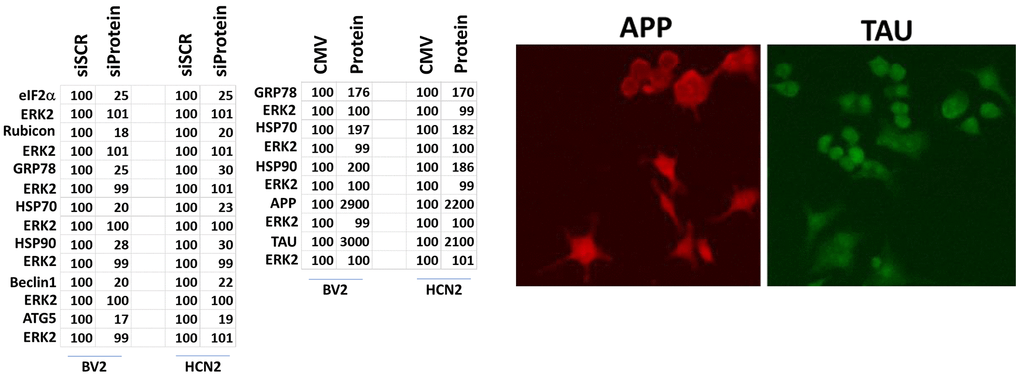 Control data showing protein expression knock down and protein over-expression. Left: BV2 and HCN2 cells as indicated were transfected with siRNA molecules to knock down the expression of the indicated proteins or transfected with plasmids to over-express the indicated proteins. The percentage remaining after knock-down or the percentage over-expression above basal levels is indicated. (n = 3 +/-SD) (total ERK2 is included as an invariant total protein loading control). Right: Images of HCN2 cells transfected to express TAU or APP.