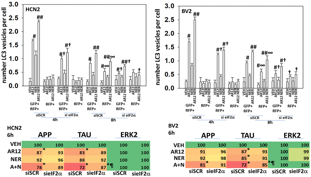 ER stress signaling plays a key role in facilitating autophagy and protein degradation in neuronal cells. Upper Graphs. HCN2 cells and BV2 cells were transfected with a scrambled siRNA or with an siRNA to knock down the expression of eIF2α and were co-transfected with a plasmid to express LC3-GFP-RFP. After 24h, cells were treated with vehicle control, AR12 (2 μM), neratinib (50 nM) or the drugs in combination for 4h and 8h. The mean number of intense staining GFP+RFP+ and RFP+ punctae per cell was determined (n = 3 +/-SD) # p 