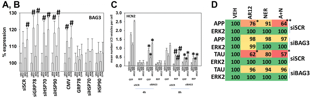 Over-expression of GRP78 suppresses the drug-induced expression of BAG3. (A) HCN2 cells were transfected with a scrambled siRNA or with siRNA molecules to knock down the expression of GRP78, HSP70 or HSP90. After 24h, cells were treated with vehicle control, AR12 (2 μM), neratinib (50 nM) or the drugs in combination for 6h. Cells were fixed in place and immunostaining performed to determine the expression of BAG3 and ERK2. (n = 3 +/-SD) # p B) HCN2 cells were transfected with an empty vector plasmid or with plasmids to over-express GRP78, HSP70 or HSP90. After 24h, cells were treated with vehicle control, AR12 (2 μM), neratinib (50 nM) or the drugs in combination for 6h. Cells were fixed in place and immunostaining performed to determine the expression of BAG3 and ERK2. (n = 3 +/-SD) # p C) HCN2 cells were transfected with a scrambled siRNA or an siRNA to knock down BAG3 expression. In parallel, they were transfected with a plasmid to express LC3-GFP-RFP. After 24h, cells were treated with vehicle control, AR12 (2 μM), neratinib (50 nM) or the drugs in combination for 4h and 8h. The mean number of intense GFP+RFP+ and RFP+ punctae per cell were determined (n = 3 +/-SD) * p D) HCN2 cells were transfected with a scrambled siRNA or with an siRNA to knock down BAG3 expression. In parallel, they were transfected with plasmids to express either Tau or APP. After 24h, cells were treated with vehicle control, AR12 (2 μM), neratinib (50 nM) or the drugs in combination for 6h. Cells were fixed in place and immunostaining performed to determine the expression of Tau, APP and ERK2. (n = 3 +/-SD) * p 