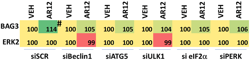 Enhanced BAG3 expression requires autophagy and ER stress signaling. HCN2 cells were transfected with a scrambled siRNA control or with siRNA molecules to knock down the expression of Beclin1, ATG5, ULK1, eIF2α or PERK. After 24h, cells were treated for 6h with vehicle control or with AR12 (2 μM). Cells were fixed in place and immunostaining performed to detect the expression of BAG3 and ERK2 (n = 3 +/-SD) # p 