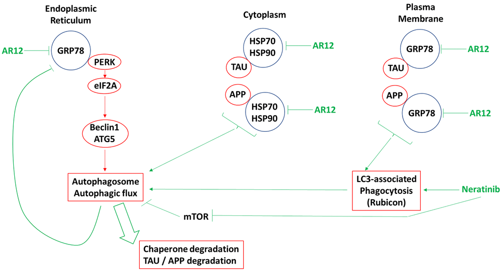 The molecular mechanisms by which AR12 and neratinib act to degrade the expression of chaperones, Tau, and APP. The initial action of AR12 is to inhibit multiple chaperone ATPase activities, particularly that of GRP78. This causes a modest increase in eIF2α phosphorylation in the endoplasmic reticulum which is responsible for modest increases in the expression of Beclin1 and ATG5. Neratinib, via regulation of small GTP binding proteins, receptors and MST4 causes LAP, resulting in the internalization of plasma membrane GRP78 and the proteins it chaperones, Tau and APP. Inhibition of cytosolic HSP90 and HSP70 also ultimately enhances ER stress signaling and autophagosome formation. Following the initial drug-induced signals that destabilize proteins and promote an ER stress / autophagy response, additional on-going degradation of GRP78 amplifies the initial response causing greater amounts of eIF2α phosphorylation, greater amounts of Beclin1 and ATG5 expression and significantly more autophagosome formation which is associated with autophagic flux. Thus, a self-supporting ER stress / autophagy response is generated that acts to further reduce Tau and APP expression.