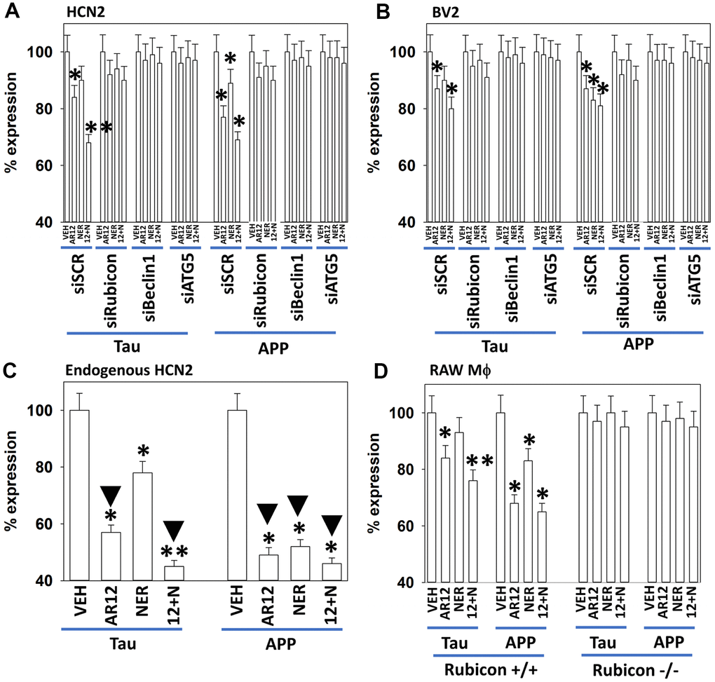 Degradation of APP and Tau by AR12 and neratinib requires LAP and macroautophagy in HCN2 neuronal cells and in BV2 microglia. (A, B) HCN2 cells were transfected with a scrambled siRNA or with siRNA molecules to knock down expression of Rubicon, Beclin1 or ATG5. In parallel, cells were transfected with an empty vector plasmid in (B), or transfected with plasmids to express APP or Tau in (A). After 24h, cells were treated with vehicle control, AR12 (2 μM), neratinib (50 nM) or the drugs in combination for 6h. Cells were fixed in place and immunostaining performed to determine the expression of Tau, APP and ERK2. (n = 3 +/-SD) Endogenous expression of APP was 5% of the value for APP expressed from a plasmid. Endogenous expression of Tau was 6% of the value for Tau expressed from a plasmid. * p ▼p C) BV2 microglial cells were transfected with a scrambled siRNA or with siRNA molecules to knock down expression of Rubicon, Beclin1 or ATG5. In parallel, cells were transfected with plasmids to express APP or Tau. After 24h, cells were treated with vehicle control, AR12 (2 μM), neratinib (50 nM) or the drugs in combination for 6h. Cells were fixed in place and immunostaining performed to determine the expression of Tau, APP and ERK2. (n = 3 +/-SD). * p D) RAW macrophages (+/+ and -/- for Rubicon) were transfected to express Tau or APP. After 24h, cells were treated with vehicle control, AR12 (2 μM), neratinib (50 nM) or the drugs in combination for 6h. Cells were fixed in place and immunostaining performed to determine the expression of Tau, APP and ERK2. * p 