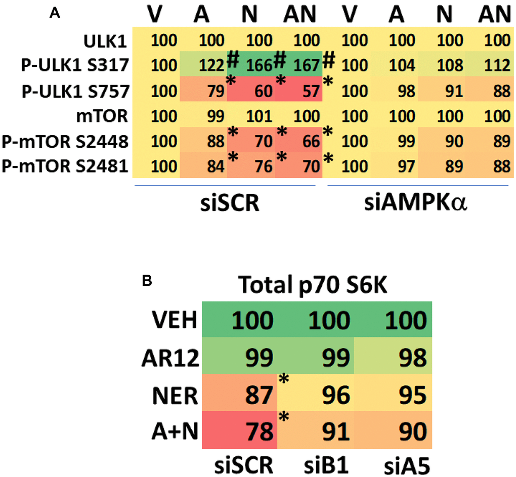 AR12 and neratinib cause degradation of p70 S6K in HCN2 neuronal cells. (A) HCN2 cells were transfected with a scrambled siRNA control or with an siRNA to knock down expression of AMPKa. After 24h, cells were treated with vehicle control or with [AR12 (2 μM) + neratinib (50 nM)] for 6h. Cells were fixed in place and immunostaining performed to determine the phosphorylation and expression of the indicated proteins (n = 3 +/-SD). * p B) HCN2 cells were transfected with a scrambled siRNA control or with siRNA molecules to knock down expression of either Beclin1 or ATG5. After 24h, cells were treated with vehicle control or with [AR12 (2 μM) + neratinib (50 nM)] for 6h. Cells were fixed in place and immunostaining performed to determine the phosphorylation and expression of the indicated proteins (n = 3 +/-SD). * p 