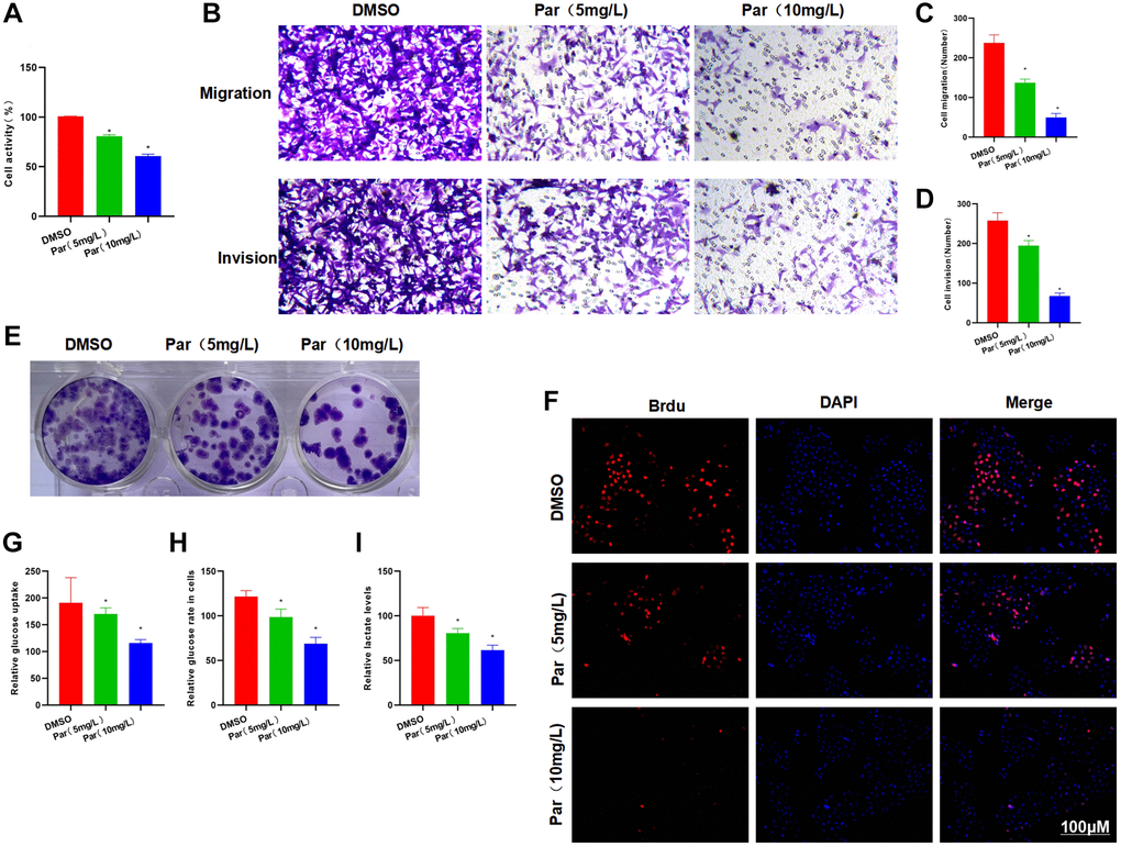 Par inhibits the metastatic, invasive and glycolytic abilities of H22 cells. (A) Cell viability assay revealed that Par could inhibit the viability of H22 cells in a dose-dependent manner. *P B–D) Transwell assay found that Par could inhibit the metastasis and invasion of H22 cells, as manifested by significantly reduced numbers of metastatic and invasive cells. *P E) According to the results of clone formation assay, Par inhibited the cell clone formation, leading to reduced number of colonies as compared to the DMSO group. (F) After Brdu staining, many positive cells were present in the DMSO group, indicating that H22 cells were in the proliferative phase. Par group exhibited significantly lower number of positive cells than the DMSO group. Par could inhibit the H22 cell proliferation. (G–I) Par suppressed the glycolytic ability of cells, inhibited the cellular absorption of glucose, lowered the intracellular glucose level and decreased the lactate release in a dose-dependent manner. *P 