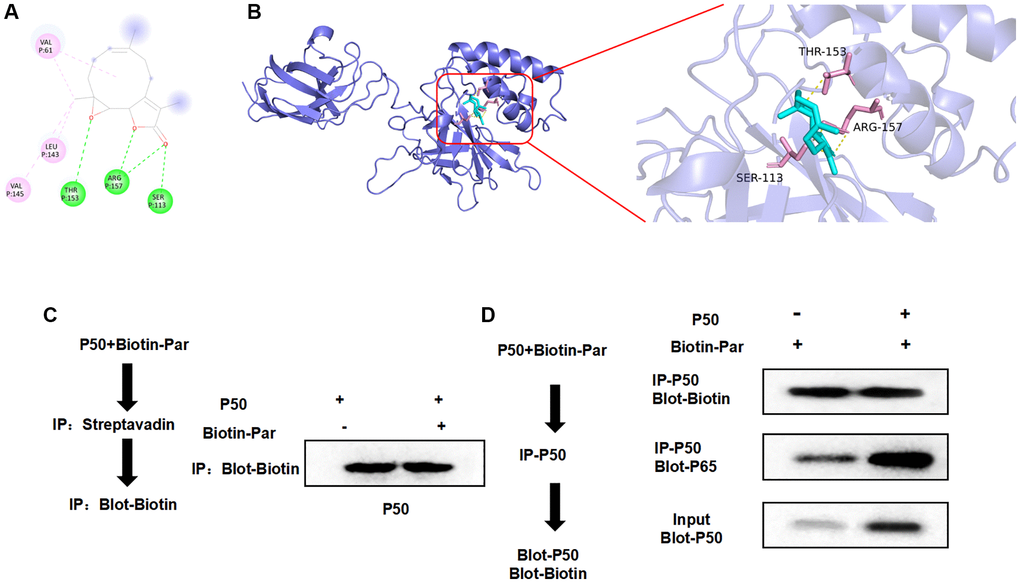 Targeted binding relationship between Par and P50. (A, B) According to the 3D and 2D images after Par–P50 binding, Par showed hydrogen bonding with THR, ARG and SER, and showed hydrophobic alkyl bonding with VAL and LEU. (C, D) Pull-down experiment revealed the presence of targeted binding between Par and P50, which agreed with the small molecule–protein docking results.