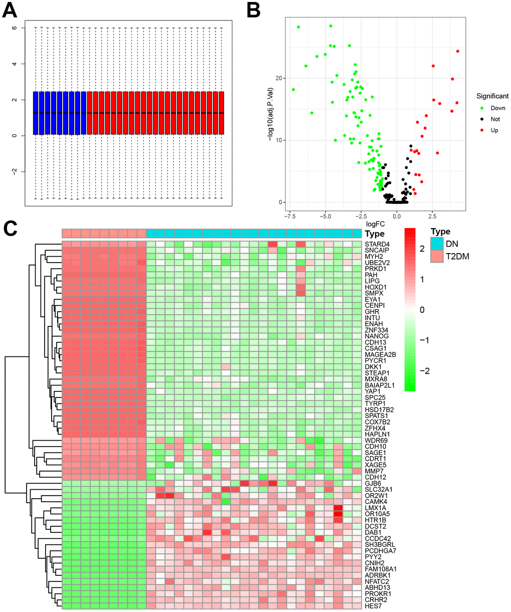 Differentially expressed genes between GSE30529 and GSE30528. (A) Normalized boxplot of control and DN groups. (B) Volcano plot of differentially expressed genes. (C) Heatmap of differentially expressed genes between control and DN groups.