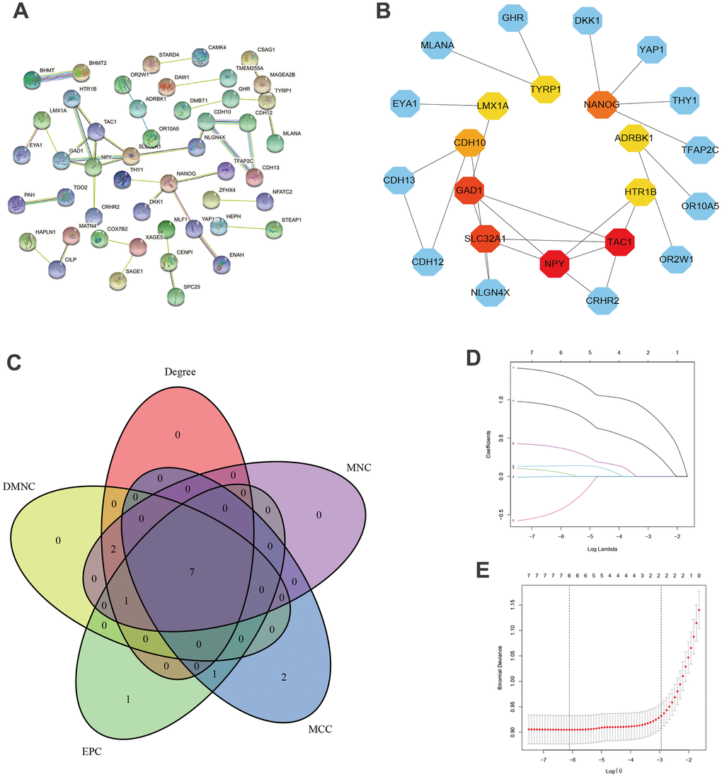 PPI networks. (A) PPI network of combined genes. (B) PPI network of top 10 Hub genes. (C) Venn diagrams of Hub genes based on MCC, MNC, Degree, DMNC, EPC methods. (D) Cross-validation for identifying parameters in LASSO. (E) LASSO regression of 6 hub genes.