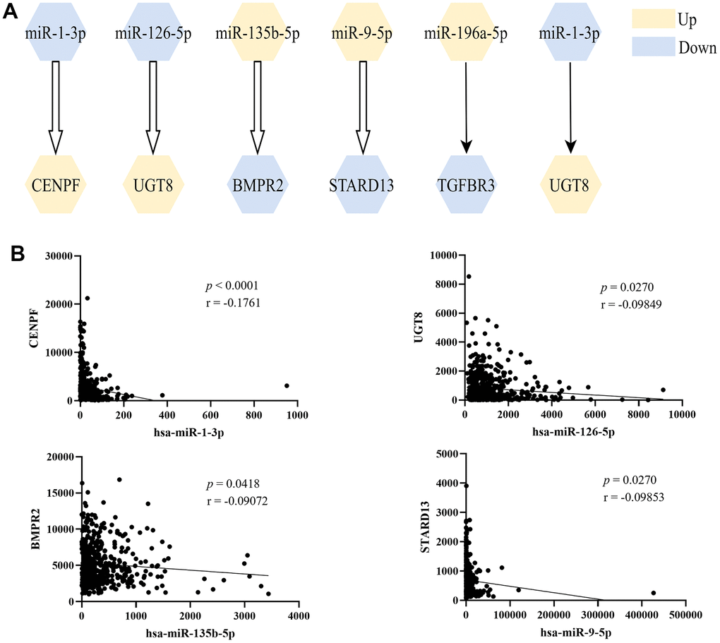 The screened miRNA-mRNA regulation pairs. (A) Six miRNA-mRNA regulatory pairs were screened from miRTarBase and TarBase databases, and the first four were verified by correlation analysis; (B) Pearson’s correlation analysis of miRNA-mRNA regulation pairs in TCGA-LUAD.