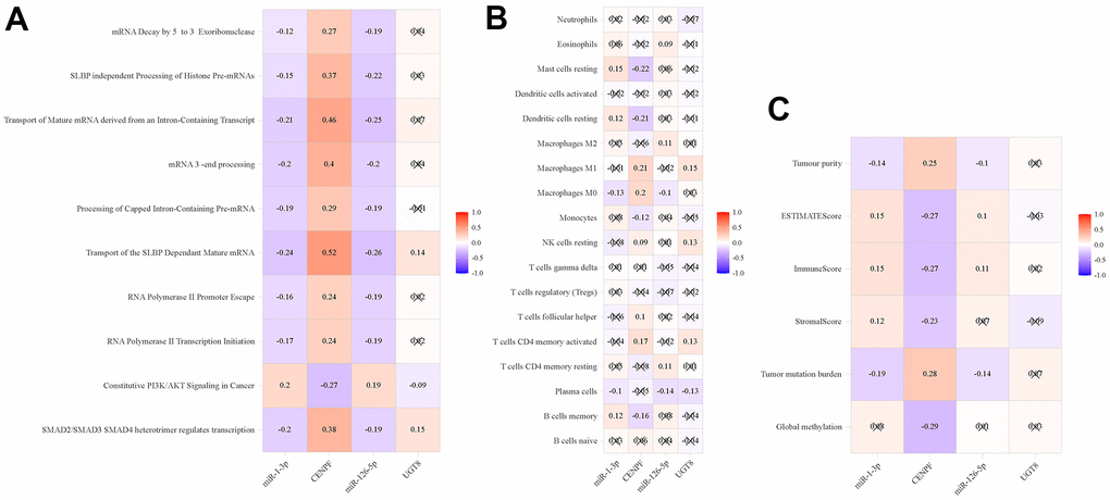 Pearson’s correlation analysis of immune-related phenotypes and regulatory pairs in TCGA-LUAD. (A) ssGSEA; (B) Immune cells; (C) Global methylation, tumor mutation burden and tumor microenvironment factors.
