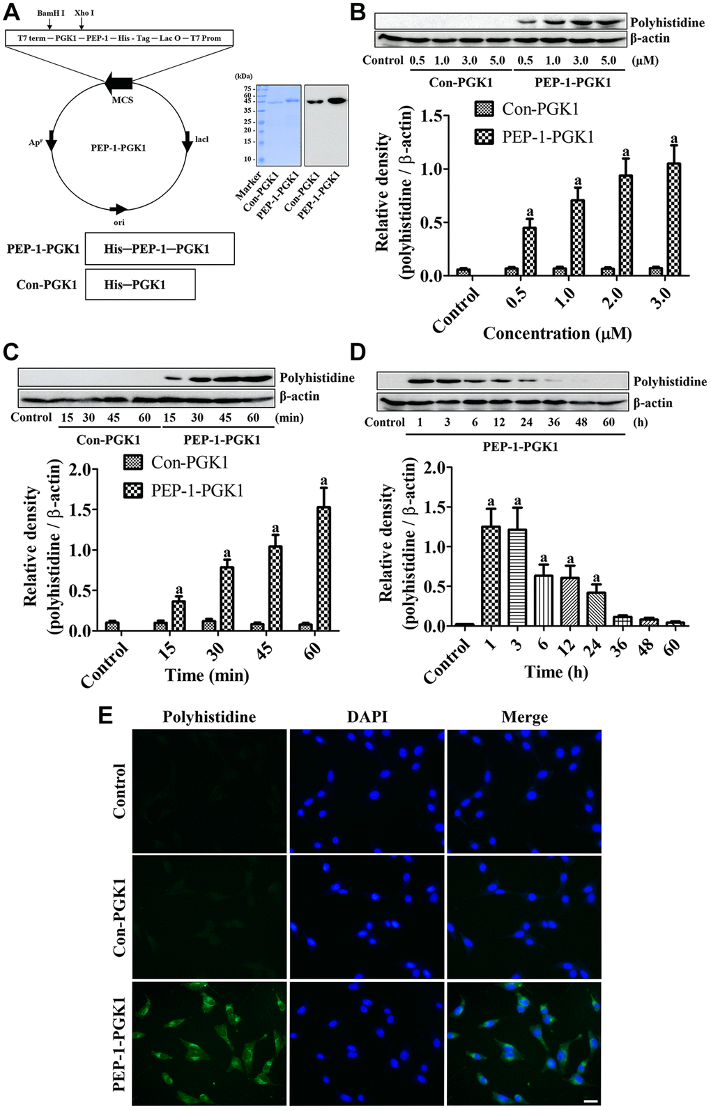 PEP-1-PGK1 and its control protein (Con-PGK1) are synthesized, and their expressions are confirmed, in HT22 cells by visualization of a polyhistidine tag. (A) PEP-1-PGK1 and Con-PGK1 are constructed, and their expressions are confirmed, in Escherichia coli cells. (B, C) Concentration- and time-dependent intracellular deliveries of Con-PGK1 and PEP-1-PGK1 are measured in HT22 cells after 3 μM of protein treatment and 1 h after the protein treatment, respectively. (D) Degradation of Con-PGK1 and PEP-1-PGK1 is assessed at various times after treatment. (E) Immunocytochemical staining visualizes the localization of delivered proteins in HT22 cells. Scale bar = 20 μm. (B–D) Optical densities of protein bands from western blotting are described as a value of polyhistidine/β-actin. Data are analyzed by a one-way analysis of variance, followed by a Bonferroni’s post-hoc test (ap 