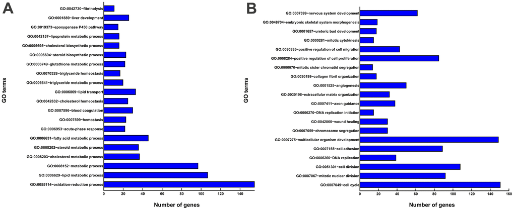 GO enrichment analyses of DEGs. (A) The top 20 GO terms enriched for the upregulated genes. (B) The top 20 GO terms enriched for the downregulated genes. The x-axis shows the number of genes contained in GO terms. The y-axis shows GO terms with significantly enriched DEGs.