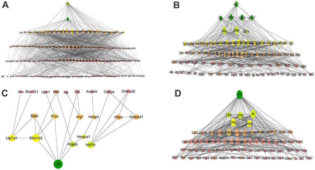 PPI networks of oxidation-reduction process (GO:0055114, A), metabolic process (GO:0008152, B), liver development (GO:0001889, C), and positive regulation of cell proliferation (GO:0042127, D) biological process. (A) PPI networks of oxidation-reduction process. (B) PPI networks of metabolic process. (C) PPI networks of liver development. (D) PPI networks of positive regulation of cell proliferation. The node size was determined according to the degree of connectivity. The color gradient of nodes reflects the change in BC, wherein the change of green to yellow coincides with its change from high to low.