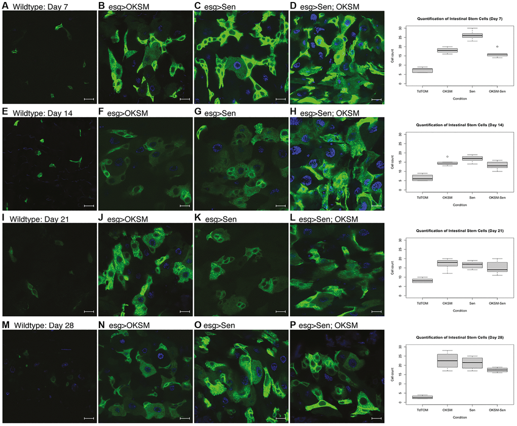 Constant expression of OKSM, Sen and OKSM-Sen led to increased stem cell proliferation over time. (A) esgGal4, UAS-GFP; tubGal80ts> UAS-TdTomato control flies show a small number of stem cells (n B), Sen (C) or both Sen and OKSM (D) led to an increase in both ISCs and EBs with the highest number of ISCs observed in the Sen condition as quantified (Right). On day 14, little change was observed in control files (E), but consistently higher numbers of ISCs were maintained in all three experimental conditions (F–H, quantified Right). Day 21 showed little change from day 14 with similar numbers of ISCs observed in the control flies (I) and consistently higher numbers in the three experimental conditions (J–L, quantified Right). By day 28, the number of ISCs was markedly decreased in control flies (M), while all three experimental conditions maintained ISC numbers (N–P, quantified Right).