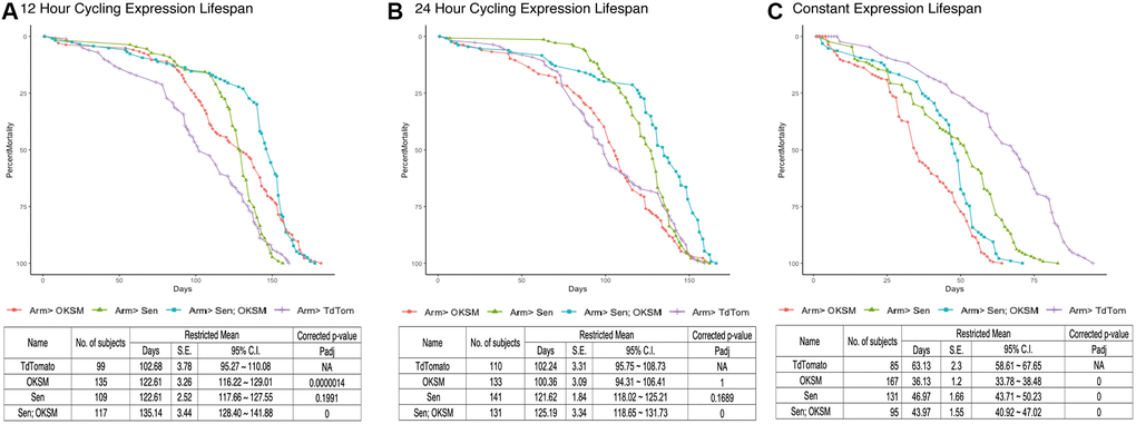 Cycling OKSM and Sen expression leads to lifespan and health span extension while combined OKSM-Sen expression increases both. (A) Survival curve for armGal4; tubGal80ts > UAS-TdTomato (TdTom), armGal4; tubGal80ts > UAS-OKSM (OKSM), armGal4; tubGal80ts > UAS-Sen (Sen) and armGal4; tubGal80ts > UAS-Sen; UAS-OKSM (Sen; OKSM) where expression was limited to one twelve-hour period twice per week through a temperature shift. At 25°C the temperature sensitive Gal80 protein ceases to inhibit Gal4 from driving expression from UAS enhancers, allowing for a targeted expression window when flies were shifted from 18°C to 25°C. Expression of OKSM, Sen and Sen; OKSM in adult female flies resulted in increased lifespan as compared to control flies (TdTom). Mean and maximum lifespans are shown along with corrected p-values. (B) Survival curve for the same experiment but with 24 hours of expression twice per week induced by a temperature shift of 18°C to 25°C. There were similar benefits of expression but reduced compared to the 12-hour expression experiment. Mean and maximum lifespans are shown along with corrected p-values. (C) Survival curve for flies expressing OKSM, Sen and Sen; OKSM but maintained at 25°C throughout their lifespans. The overall lifespans are shorter due to the higher temperature, but in addition all three experimental conditions show detriments to both mean and maximum lifespans. Mean and maximum lifespans are shown along with corrected p-values. A P-value of 0 reflects P −10.