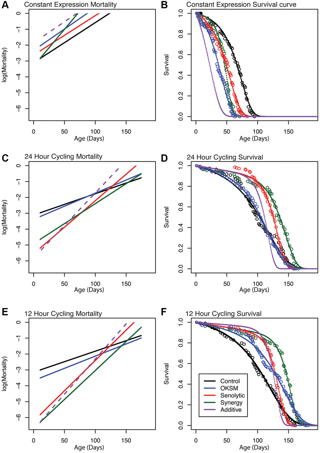 Gompertz–Makeham mortality and survival analysis demonstrates decreased early mortality with compensating increased aging rate in Sen and OKSM interventions. Survival data for each intervention are shown together with the best-fit survival curve on the right and the corresponding mortality trajectories are shown on the left. Initial log(Mortality) parameter (A) can be read as the intersection between mortality curve and y-axis at age zero. The slope of the mortality curve is proportional to 1/MRDT. The dashed purple line illustrates hypothetical mortality trajectory assuming additivity of effects elicited by OKSM and Sen. (A, B) Mortality trajectories and survival curve for cohorts with continuous induction of OKSM, Sen or OKSM+Sen and controls. (C, D) Mortality trajectories and survival curve for cohorts with induction of OKSM, Sen or OKSM+Sen for 24 h every three days and matched controls. (E, F) Mortality trajectories and survival curve for cohorts with induction of OKSM, Sen or OKSM+Sen for 12 h every three days and matched controls. Note that flies subject to continuous induction (Panels A and B) are permanently kept at 25°C and are therefore aging more rapidly than flies cultured at 18°C and induced for only for short periods. The slope of the mortality trajectory of controls in A is therefore approximately two times as larger, compared to that of controls in panels C and E. For exact MRDT and A parameter values and associated confidence intervals see: (Supplementary Table 2).