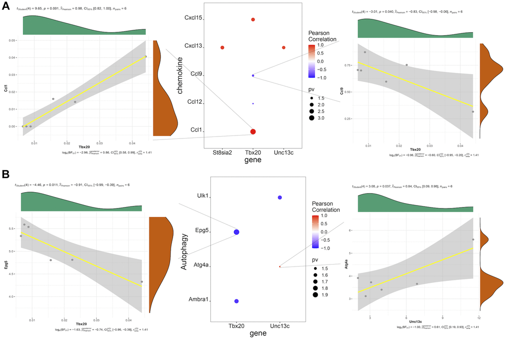 (A) Pearson correlation analysis of hub genes and chemokines, in which red represents positive correlation, blue represents negative correlation, and the size of point represents the size of P-value. (B) Pearson correlation analysis of hub genes and autophagy-related factors, in which red represents positive correlation, blue represents negative correlation, and the size of dot represents the size of P-value.