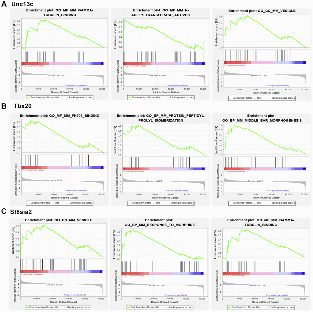 GSEA analysis of core genes. (A) Unc13c-enriched pathways, including GAMMA-TUBULIN BINDING, N-ACETYL TRANSFERASE ACTIVITY and VESICLE. (B) Tbx20-enriched pathways, including FK506 BINDING, PROTEIN PEPTIDYL-PROLYL ISOMERIZATION. (C) St8sia2-enriched pathways, including GAMMA-TUBULIN BINDING, VESICLE and RESPONSE TO MORPHINE.