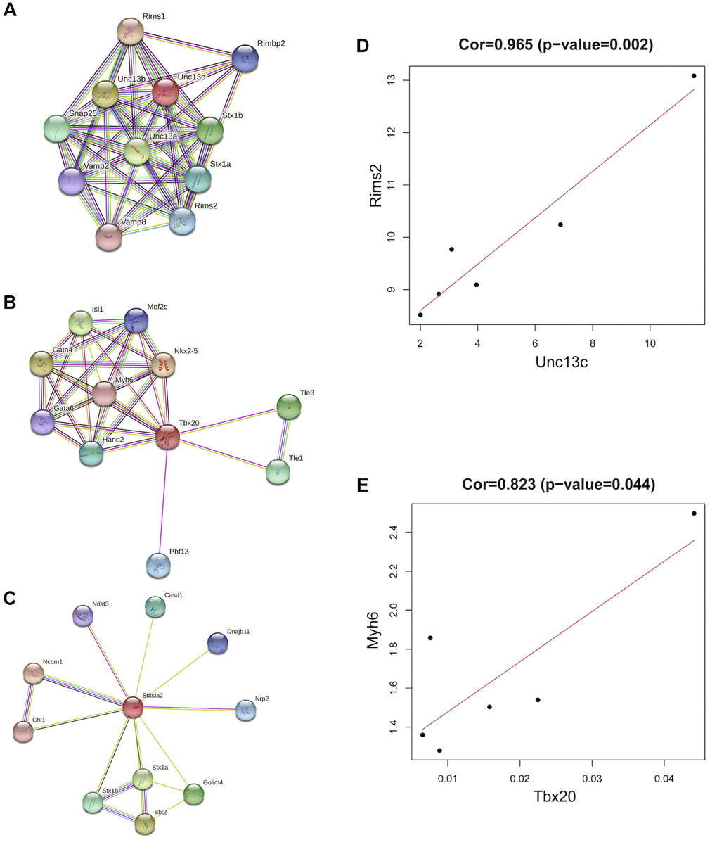 Co-expression of hub genes. (A) The PPI network plot for Unc13c, including co-expression of 10 predicted genes with Unc13c. (B) The PPI network plot for Tbx20, including co-expression of 10 predicted genes with Tbx20. (C) The PPI network plot for St8sia2, including co-expression of 10 predicted genes with St8sia2. (D) The correlation of Unc13c and Rimsa (E) The correlation of Tbx20 and Myh6.