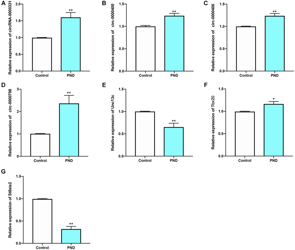 qRT-PCR results of circ-0000331 (A); circ-0000400 (B); circ-0000406 (C); circ-0000798 (D); Unc13c (E); Tbx20 (F); St8sia2 (G) were verified in Control and PND groups (n = 5/group ). *compared with Control group, P **compared with Control group, P 