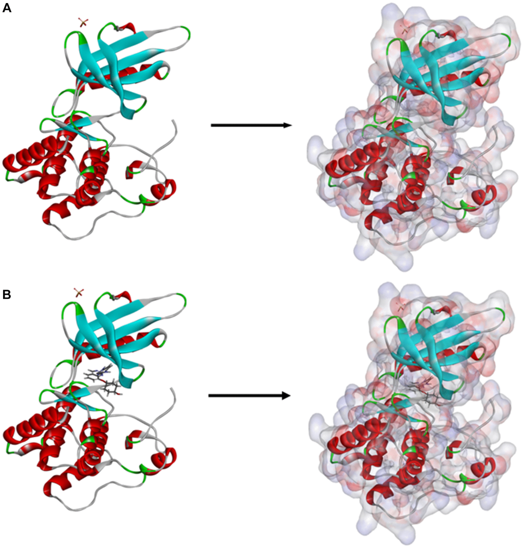 (A) The molecular structure of TNIK. Initial molecular structure was shown, and the surface of the molecule was added. (B) The complex structure of TNIK with NCB-0846. Initial complex structure was shown, and the surface of the complex was added. Blue represented positive charge, red represented negative charge.