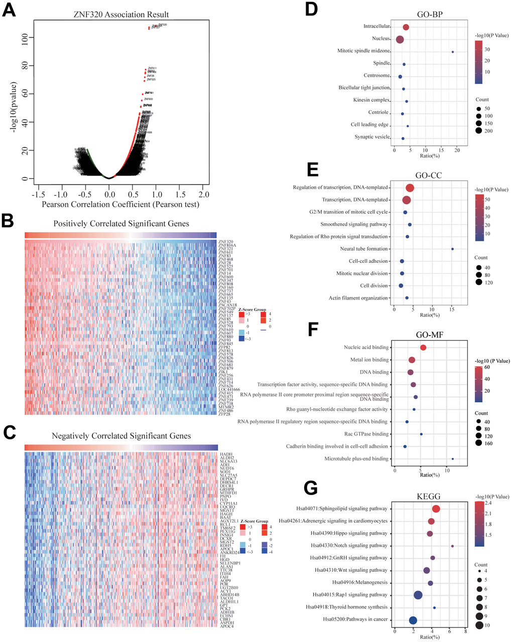 Genes differentially expressed in correlation with ZNF320 and enriched GO annotations, KEGG pathway of ZNF320 correlated genes in HCC. (A) Pearson test was used to analyze the association between ZNF320 and genes differently expressed in HCC, red indicates positively correlated genes, and green indicates negatively correlated genes. (B, C) The top 50 genes positively and negatively relative to ZNF320 in HCC were shown by heat maps. (D–F) Significant Gene Ontology terms of the top genes most positively relative to ZNF320, including biological processes (BP), molecular function (MF), and cell component (CC). (G) Significant KEGG pathways of the top genes most positively associated with ZNF320.