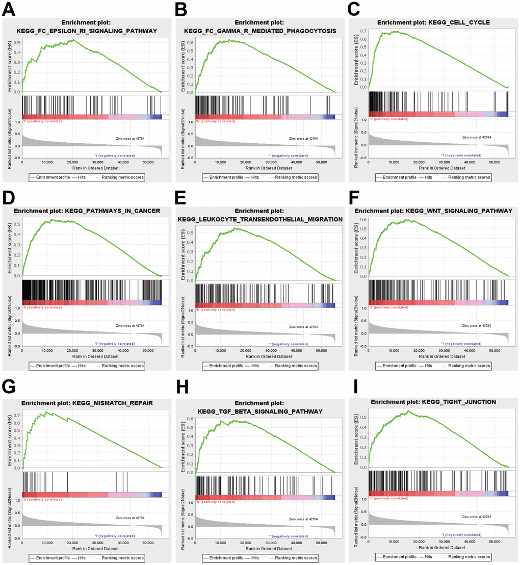 GSEA was used to validate the gene signatures, including positive regulation of (A) FC epsilon pathway, (B) FC gamma R mediated phagocytosis, (C) cell cycle, (D) pathway in cancer, and (E) leukocyte transendothelial migration, (F) WNT signaling pathway, (G) mismatch repair, (H) TGF-beta signaling pathway, (I) tight junction.