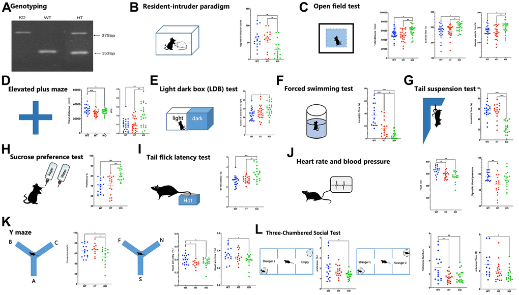 Genotyping, affective symptoms, and PMDD-like behaviors of mice. (A) Mouse genotyping using primers specific for the Gabrb2 and Neo genes. (B) Resident-intruder paradigm showing aggressive behavior scores of mice (WT male = 16, HT male= 16, KO male=16). (C) Open field test showing total distance, total distance in the central area, and total time in the central area (WT male =24, HT male=25, KO male=24). (D) Elevated plus maze showing percentile entries and time into open arms (WT male =24, HT male=25, KO male=24). (E) Light dark box (LDB) test showing entries and time into lightbox (WT male = 18, HT male= 18, KO male= 18). (F) Forced swimming test showing immobility time of mice suspended in the water (WT male =15, HT male=17, KO male=17). (G) Tail suspension test showing immobility time of mice suspended by the tail to a horizontal bar (WT male =17, HT male=17, KO male=17). (H) Sucrose preference test showing (WT male =15, HT male=16, KO male=15). (I) Tail flick latency test showing (WT male =18, HT male= 17, KO male=16). (J) Heart rate and blood pressure (WT male =18, HT male=18, KO male=18). (K) Y maze contains two parts: spontaneous alternation and novelty arm, showing percentile time spent in, or entries into, the novel arm was monitored to measure spatial-working memory (WT male =18, HT male=12, KO male= 17). (L) Three-Chambered Social Test contains two parts: social affiliation and social novelty, showing a preference for the container holding a stranger mouse relative to an empty container; and preference for social novelty: preference for the container holding a Stranger-2 mouse relative to the container holding Familiar-1 mouse (WT male =18, HT male=18, KO male= 18). Statistical analysis was performed using one-way ANOVA with Newman–Keuls post-hoc test. Average y values ± SEM in the different plots are represented by horizontal bars. *p 