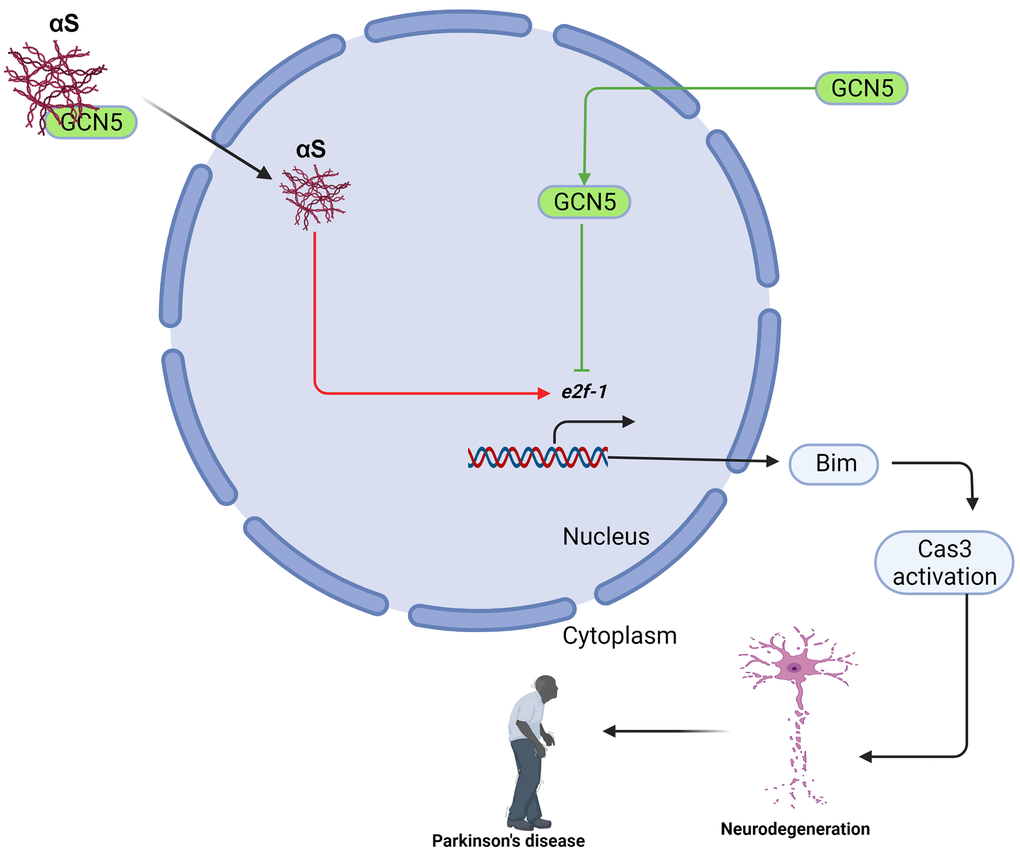 Schematic presentation of αS-GCN5 role in neuronal cell apoptosis.