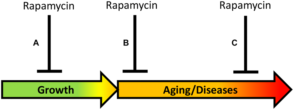 Timing of rapamycin treatment in some animal studies. (A) Inhibition of growth during development. (B) Treatment in the earliest post-development. (C) Late-life treatment. Green: growth; Yellow: pre-diseases; Red: age-related diseases.