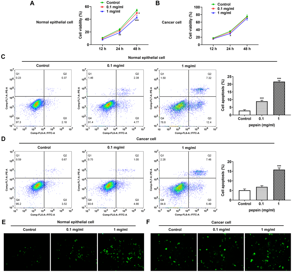 Pepsin inhibited viability while promoted apoptosis and autophagy in laryngeal epithelial cells and LC cells. (A and B) CCK8 detected the viability in laryngeal epithelial cells and LC cells. (C and D) Apoptosis of laryngeal epithelial cells and LC cells were detected by flow cytometry. (E and F) The autophagy detection kit measured autophagy levels. *p **p ***p 