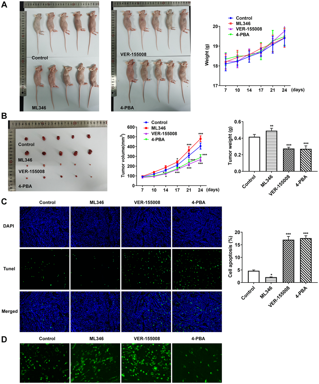 Inhibition of HSP70 and ERS could significantly promote tumor apoptosis and inhibit tumor growth in the absence of pepsin stimulation. (A and B) Tumor photographs and tumor volume and weight in nude mice with LC. (C) TUNEL assay detected apoptosis. (D) The autophagy detection kit measured autophagy levels. *p **p ***p 