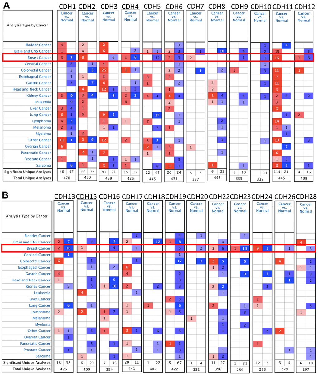 mRNA transcription levels of cadherin (CDH) gene family members (ONCOMINE). A red background with numbers indicates studies including expression levels of CDH family members corresponding to our selection standards (with p values 1.5, and the expressed gene rank in the top 10% as selection thresholds) in cancer tissues; blue (the same selection threshold) in normal tissues. The number for the significant unique analyses means that the queried genes significantly differed in these studies. The number for the total unique analyses means the total number of queried genes in these studies. (A) mRNA transcription levels of CDH1/2/4/6/7/11/12 were overexpressed in breast cancer samples compared to normal tissues, while transcriptional levels of CDH1/3/4/5/6/9/10/12 were downregulated compared to normal tissues. (B) mRNA transcription levels of CDH13/15/22/23/24 were overexpressed in breast cancer samples compared to normal tissues, while transcriptional levels of CDH13/16/17/19/20/22/23/24/26/28 were downregulated compared to normal tissues. Red indicates upregulation, and blue indicates downregulation compared to normal tissues.