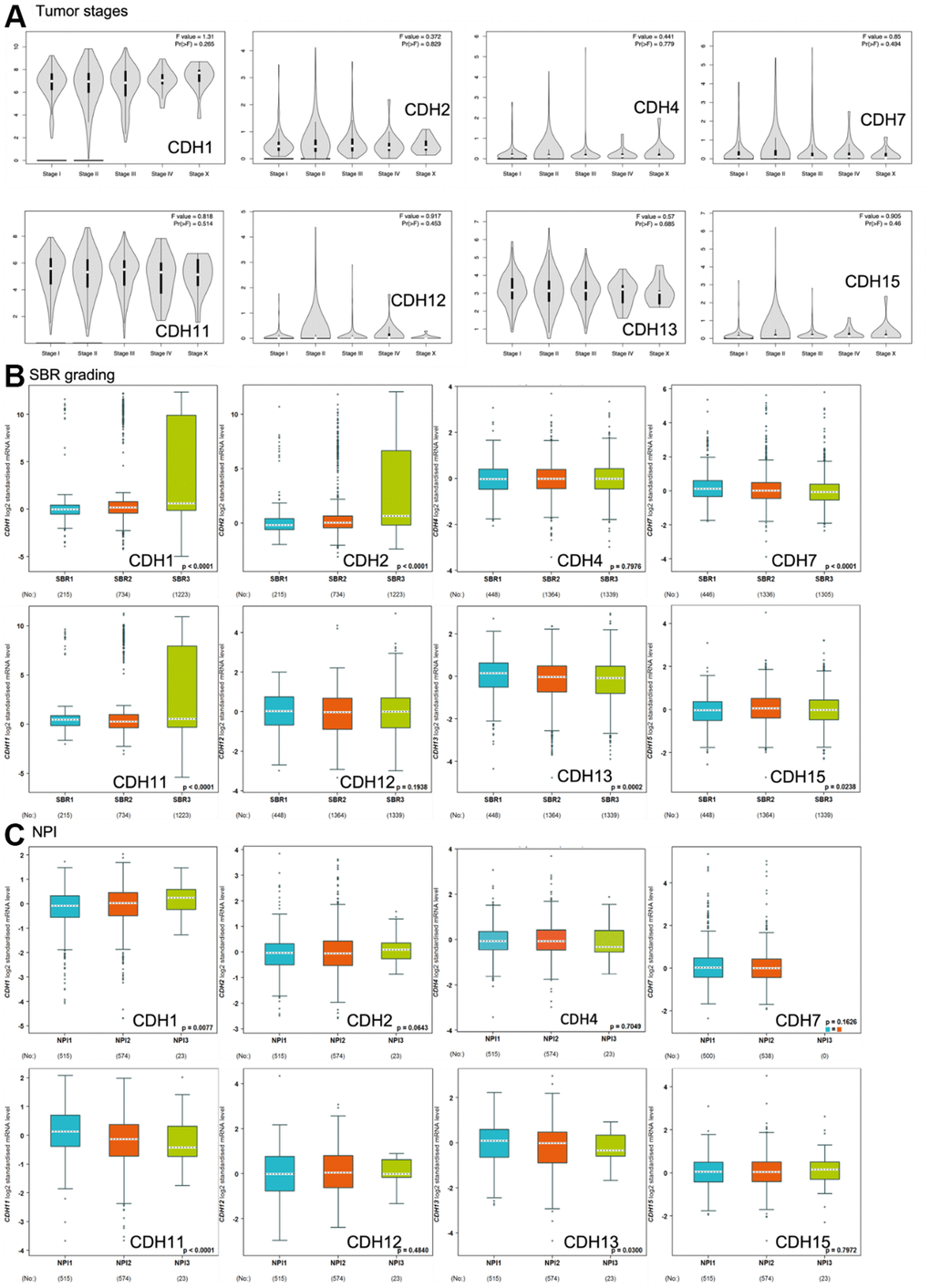 Expression of cadherin (CDH) family genes in subgroups of breast cancer patients. (A) Gene expression analysis among the stages of CDH genes in a breast cancer (GEPIA2) database. The violin plot displayed comparisons of CDH genes expressions from TCGA dataset of breast cancer. An independent t-test was utilized for p values; pF) t-test. (B) Scarff-Bloom-Richardson (SBR) grading of CDH family genes. Associations between CDH1/2/4/7/11/12/13/15 and SBR grading were analyzed via the bc-GenExMiner dataset. (C) The Nottingham prognostic index (NPI) of CDH family genes. Associations between CDH1/2/4/7/11/12/13/15 and NPI values were analyzed via the bc-GenExMiner dataset.