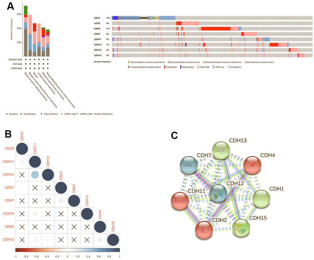 Genomic alterations of differentially expressed cadherin 1 (CDH1)/2/4/7/11/12/13/15 genes in breast cancer. (A) The cBioPortal database was used to reveal levels of gene amplification, deep deletions, and associated nucleotide substitutions of the CDH1/2/4/7/11/12/13/15 genes in breast cancer progression in the METABRIC dataset. (B) Correlation plot of the CDH1/2/4/7/11/12/13/15 genes in breast cancer (cBioPortal) database. Insignificant correlation values were displayed by crosses; pC) Protein-protein interactions (PPIs) of CDH1/2/4/7/11/12/13/15 (STRING database). Highly interacting proteins were represented as hub protein nodes in the PPI network.