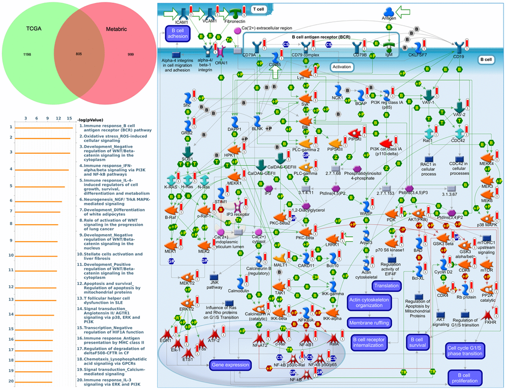 MetaCore enrichment pathway analysis of genes coexpressed with cadherin 1 (CDH1). The top 10% of expressed genes coexpressed with CDH1 from both Metabric (1804 genes) and TCGA (2003 genes) were extracted. Overlapping (805) genes were integrated to implement a pathway analysis, which formed a pathway list ordered by the -log p value. “Immune response B cell antigen receptor (BCR) pathway” was at the top of the pathway list when performing the “biological process” analysis. The figure demonstrates interactions between genes and proteins. Symbols represent proteins. Arrows depict protein interactions (green, activation; red, inhibition). Thermometer-like histograms indicate microarray gene expressions (blue, downregulated; red, upregulated).