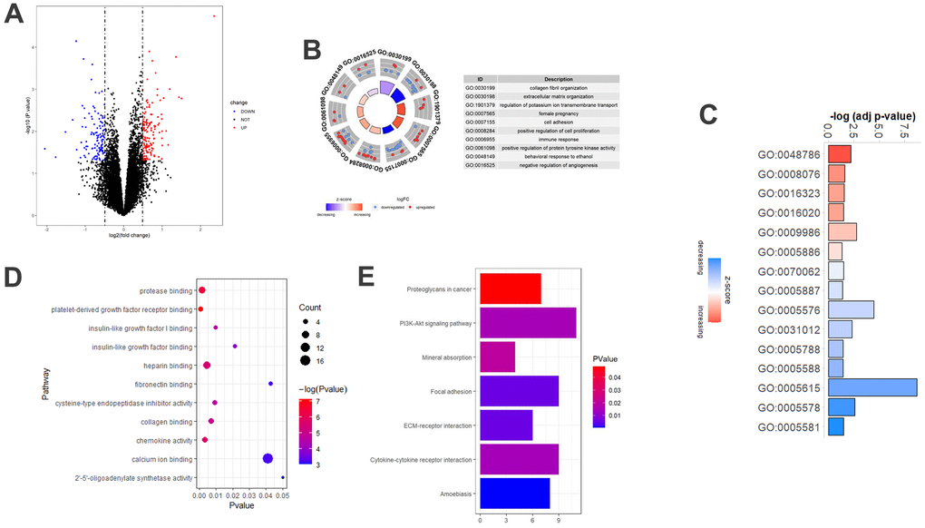 DEGs associated with aging in COPD patients. (A) Volcano-plot of the 244 age-associated DEGs in COPD patients. Red circle: upregulated genes; blue circles: downregulated genes. (B) Top 10 GO biological processes analysis of the 244 age-associated DEGs. Outer gray circle: a scatter plot for each term of the logFC of the assigned genes; red circles: upregulated genes; blue circles: downregulated genes. (C) All GO cellular components analysis of the 244 age-associated DEGs. (D) Top 11 GO molecular functions analysis of the 244 age-associated DEGs. (E) Top 7 significantly (P