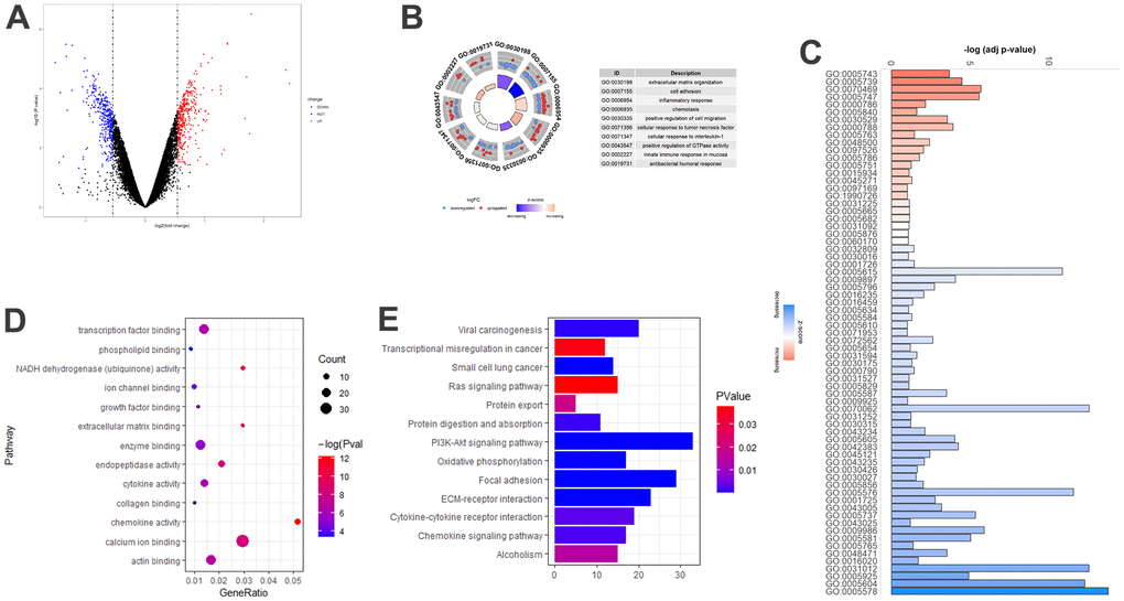 Age-associated DEGs in COPD model mice. (A) Volcano plot of the 783 age-associated DEGs. Red circle: upregulated genes; blue circles: downregulated genes. (B) Top 10 GO biological processes of the 783 age-associated DEGs. Outer gray circle: a scatter plot for each term of the logFC of the assigned genes; red circles: upregulated genes; blue circles: downregulated genes. (C) All GO cellular components of the 783 age-associated DEGs. (D) Top 13 GO molecular functions of the 783 age-associated DEGs. (E) Top 13 significantly (P