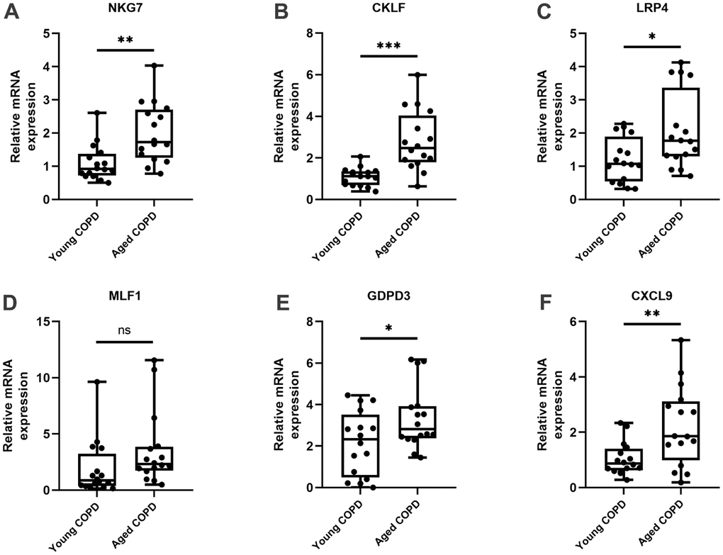 The expression of the 6 core genes in the lungs of COPD patients. The relative mRNA expressions of six genes in the young COPD patients and aged COPD patients were shown, including (A) NKG7, (B) CKLF, (C) LRP4, (D) MLF1, (E) GOPD3, (F) CXCL9. Results were expressed as median (P25 quartile, P75 quartile); n=16 for young COPD and n=16 for aged COPD; *P