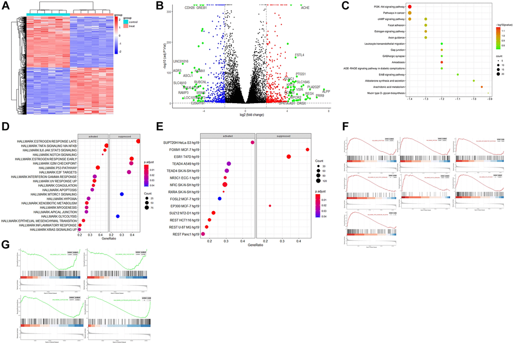 The bioinformatics analysis of the dataset GSE153250. (A) Heatmap of hierarchical clustering analysis of DEGs between the control (GSM4636683, GSM4636687, GSM4636691, GSM4636695, GSM4636699, and GSM4636703) and treatment (GSM4636684, GSM4636688, GSM4636692, GSM4636696, GSM4636700, and GSM4636704) of siESR1; (B) Volcano displays the effect sizes of the control and treatments of GSE153250 with log2 fold change on the x-axis and -log10 adj p-values on the y-axis; (C) TF enrichment in Hallmark analysis on the activated and suppressed genes; (D) KEGG enrichment analysis of DEGs; (E) Hallmark enrichment analysis on the activated and suppressed pathways; (F) GSEA analysis of activated pathways in the dataset; (G) GSEA analysis of suppressed pathways after ESR1 depletion in the dataset.