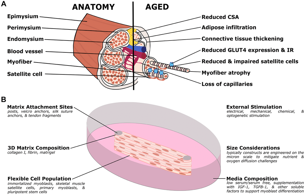 Organotypic models of skeletal muscle aging. (A) Simplified muscle anatomy and aging, focusing on the most commonly modeled components. The primary unit of muscle is the myofiber, a multinucleated cell responsible for contraction. Specialized matrix (endomysium, perimysium, and epimysium) support and organize the tissue. Satellite cells are an important stem cell population for the muscle, and the muscle is supported by a host of other cell types including nerves, fibroblasts, adipose, and vascular cells. In aged muscle, cross-sectional area (CSA) is reduced, in part due to myofiber atrophy, and decreasing capillary and satellite cell density. Conversely, there is increased infiltration of adipose and thickening of the connective tissues. At the molecular level, there is decreased expression of GLUT4, an important glucose transporter, and insulin resistance (IR) frequently develops. (B) Organotypic models of muscle have several unique challenges but have distinct advantages over other traditional models. Muscle cultures are contractile, and require anchoring to prevent collapse. Typical approaches include posts (although other methods are used) to provide points of resistance for the muscle to pull against. In order to study active contraction, researchers have used various stimulation methods, including electrical and optogenetic methods. Due to the high metabolic demand, the cultures are typically quite small, to allow nutrients and waste to diffuse more readily. As with other organotypic models, the matrix, cell population, and media can be customized for the research question.