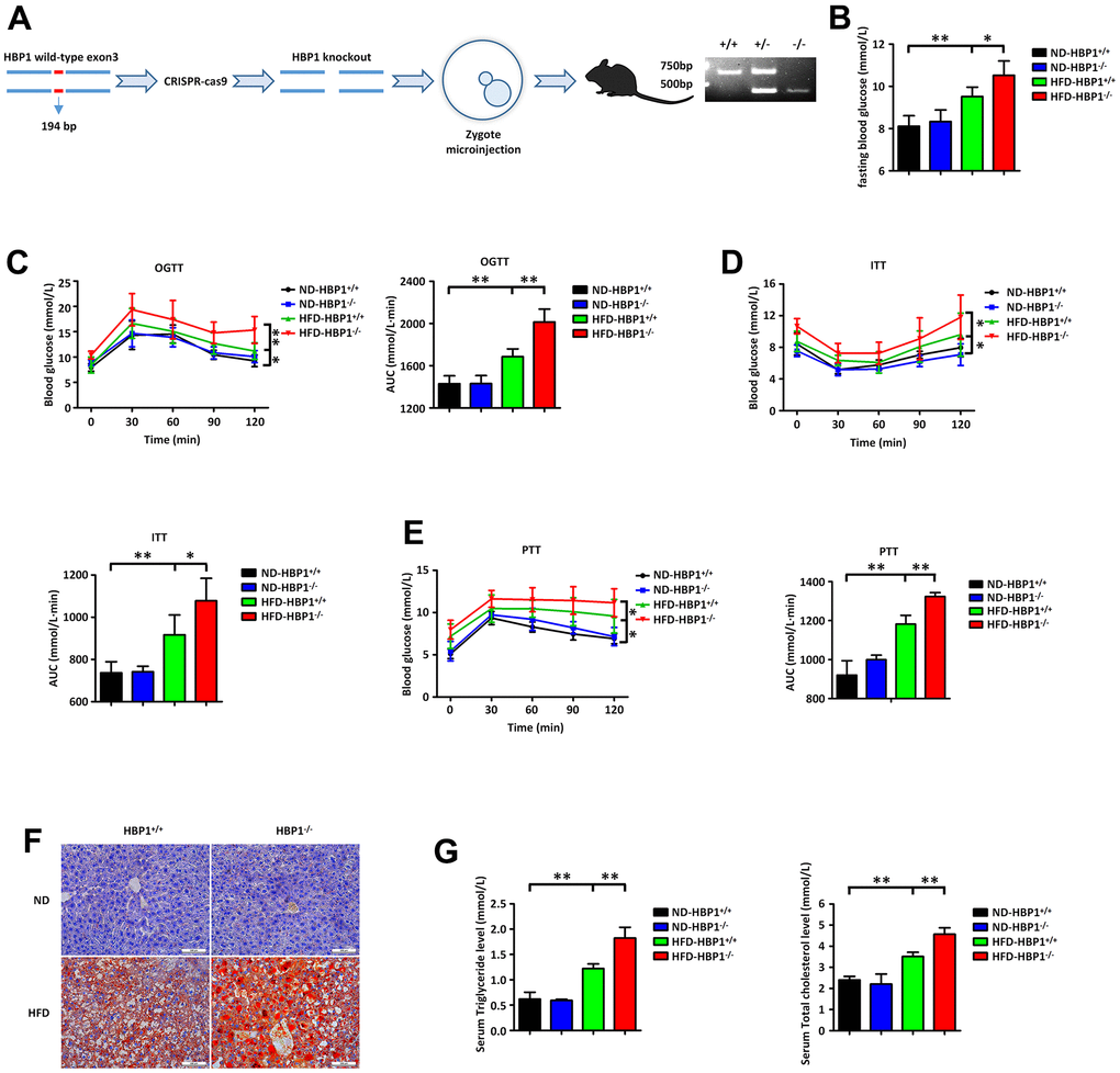 HBP1 knockout mice show a significant worsening of diabetes. (A) Schematic of the HBP1 knockout (HBP1−/−) mice and identification of genotypes. The genotypes were identified by PCR. The PCR product of wild type mice has only one band at the position of 611bp. The PCR product of heterozygous mice has one band at the position of 611bp and another one at the position of 417bp. The PCR product of HBP1−/− mice has only one band at the position of 417bp. (B) HBP1−/− mice fed by HFD has higher fasting blood glucose. Wild type C57BL/6J (HBP1+/+) mice and HBP1−/− mice of the same age were both divided into two groups randomly. One group was fed by ND as a control and the other was fed by HFD for 3 months to induce to diabetic mice. These four groups were fasted for 6 hours and drank water freely. After that, blood was collected from the tail vein of mice and its glucose content was measured by Roche glucometer. (C) HFD-HBP1−/− mice have more severe impaired glucose tolerance. All the four groups were fasted for 6 hours and drank water freely. After 6 hours, fasting blood glucose was recorded as 0 min point. Each mouse was given 5 mg/kg glucose by gavage and its glucose content in tail vein blood was measured by Roche glucometer every 30 minutes, up to 2 hours. (D) HFD-HBP1−/− mice are less sensitive to insulin. All the four groups were fasted for 4 hours and drank water freely. After 4 hours, fasting blood glucose was recorded as 0 min point. Each mouse was given 1 U/kg insulin by intraperitoneal injection and its glucose content in tail vein blood was measured by Roche glucometer every 30 minutes, up to 2 hours. (E) HFD-HBP1−/− mice have higher glucose excursion during pyruvate tolerance test. All the four groups were fasted for 16 hours and drank water freely. After 16 hours, fasting blood glucose was recorded as 0 min point. Each mouse was given 1 g/kg pyruvate by intraperitoneal injection and its glucose content in tail vein blood was measured by Roche glucometer every 30 minutes, up to 2 hours. (F) The livers of HFD-HBP1−/− mice have more severe steatosis. Representative photographs of liver samples were selected and analyzed by oil red O staining. Scale bar, 100 μm. (G) Serum triglyceride and total cholesterol contents in HFD-HBP1−/− mice are significantly increased. Serums were isolated from the inferior vena cava. AUC, Area Under Curve. Data were the mean ± SD by a one-way ANOVA. *, p