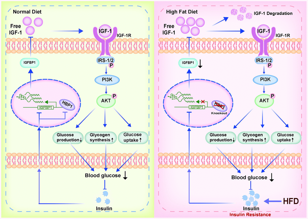 Model of the effect of the transcription factor HBP1 on glucose metabolism and the development of HFD-induced T2DM. Under normal physiological conditions, knockout of the HBP1 gene only causes a temporary decrease in blood glucose level, but then the insulin/HBP1/IGFBP1/IGF1/PI3K/AKT negative feedback loop ensures that the blood insulin concentration quickly recovers. However, during long-term HFD-feeding, the hypoglycemic effect of IGF-1 impairs. This would result in hyperglycemia and further stimulate insulin secretion, creating a vicious cycle, leading to insulin resistance and the development of T2DM.