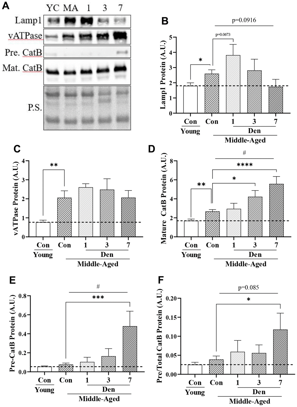 Lysosome proteins in young and middle-aged control and denervated skeletal muscle. (A) Representative western blots for Lamp1, vATPase, precursor and mature Cathepsin B proteins in skeletal muscle samples. Quantification of (B) Lamp1 protein; (C) vATPase protein; (D) Mature Cathepsin B protein; (E) Precursor Cathepsin B protein, (F) Precursor/total Cathepsin B protein. All values were corrected to Ponceau stain (P.S.), and values are reported as means ± SEM, in A.U. p