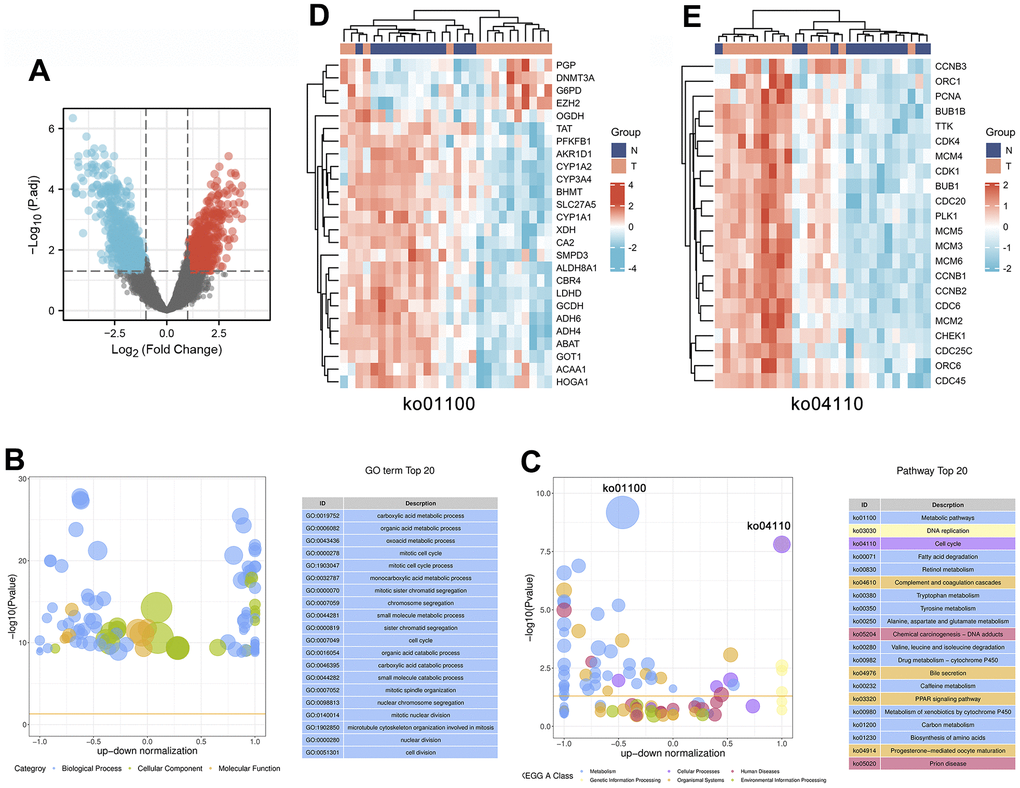 Identification and enrichment analysis of differentially expressed genes in 14 pairs of HCC tissues and corresponding noncancerous tissues. (A) The expression patterns of the DEGs are shown in volcano plots. Red and blue points represent upregulated genes (log2FC ≥ 1) and downregulated genes (log2FC ≤ -1), respectively, while gray represents genes with no significant difference in expression (P.adj B, C) Bubble plot showing the top 20 GO (B) and KEGG (C) enrichment analysis results. The larger the ordinate value in the bubble chart, the more significant the corresponding GO or KEGG result is. The abscissa represents the normalized upregulation and downregulation value (the ratio of the difference between the number of upregulated genes and the number of downregulated genes to the total number of differentially expressed genes). The higher the value is, the higher the number of upregulated genes enriched in the GO/KEGG pathway results; conversely, the lower the value is, the higher the number of downregulated genes enriched in the GO/KEGG pathway results. (D, E) Heatmaps showing the expression patterns of genes involved in the cell cycle (ko04110) or metabolic pathways (ko01100).