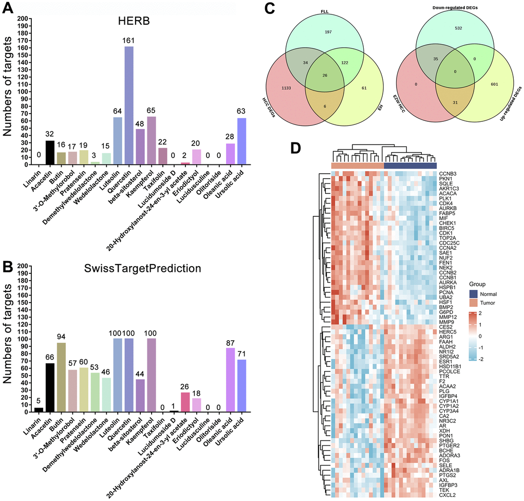 Prediction and screening of potential targets of EZW for the treatment of HCC. (A, B) Prediction and collection of potential targets for EZW based on the HERB and SwissTargetPrediction databases. (C) Venn diagram identifying 66 potential therapeutic targets for EZW in the treatment of HCC (35 targets were downregulated and 31 were upregulated in HCC). (D) Heatmap analysis of the expression patterns of 66 potential therapeutic targets of EZW in the treatment of HCC in the GSE84402 dataset.