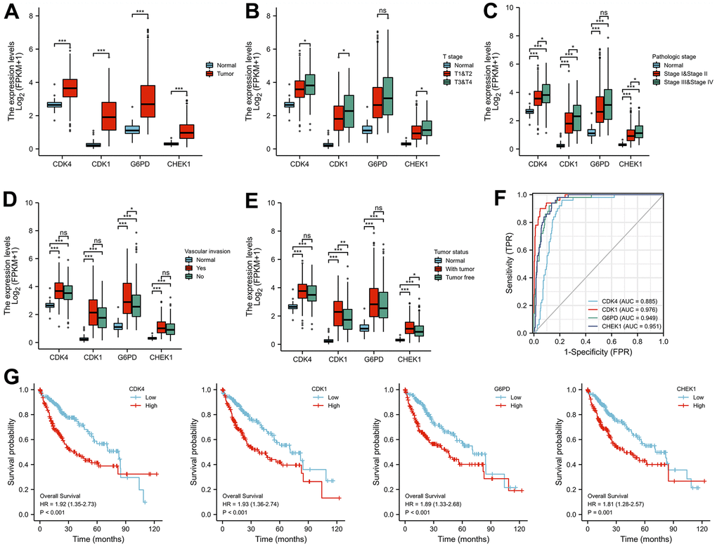 Correlation analysis of the expression of four key cellular senescence-related genes with the clinical characteristics of LIHC patients. (A) The differential expression of CDK1, CDK4, CHEK1, and G6PD between normal and tumor tissues. (B, C) CDK1, CDK4, CHEK1, and G6PD mRNA expression in normal individuals or in patients with different T stages (T1&T2 and T3&T4) and pathologic stages (stage I&II and stage III&IV). (D, E) Differences in the expression of CDK1, CDK4, CHEK1, and G6PD mRNA according to vascular invasion and tumor status. (F) Analysis of the AUCs of the 4 cellular senescence-related genes in LIHC. (G) Kaplan-Meier curves of OS for different cell cycle-related genes. *, **, and *** represent P 
