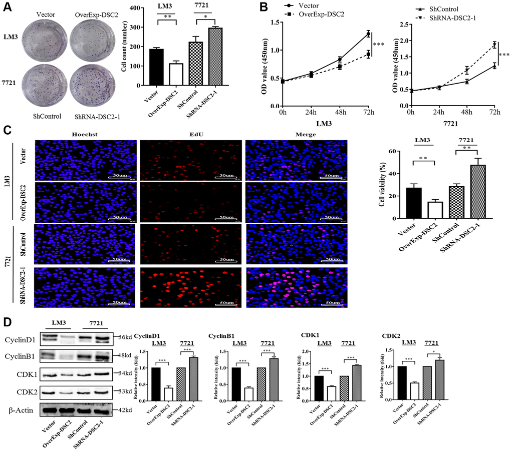 DSC2 inhibits the cell proliferation ability in vitro and affects cell cycle-related proteins. (A) The clone formation ability of overExp-DSC2-transfected LM3 and shRNA-DSC2-1-transfected 7721 cells was shown by clone formation assay (repeated three times). *P **P ***P B, C) The cell viability of overExp-DSC2-transfected LM3 and shRNA-DSC2-1-transfected 7721 cells were detected by CCK-8 and EdU assay (repeated three times for both). *P **P ***P D) Western blot analysis of the protein levels of Cyclin D1, Cyclin B1, CDK1, and CDK2 from LM3 and 7721 cells transfected with overExp-DSC2 and shRNA-DSC2-1 (repeated three times). *P **P ***P 